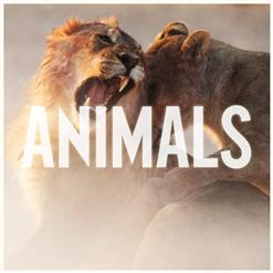 Maroon 5 — Animals